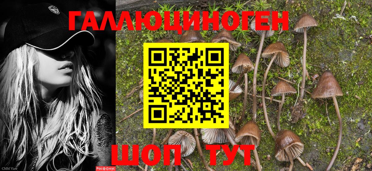 Кудрово  Галлюциногенные грибы мухоморы  Галлюциногенные грибы мицелий  Вход с VPN 